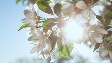 苹果树花开花蓝色的阳光明媚的天空<strong>和平</strong>花视图